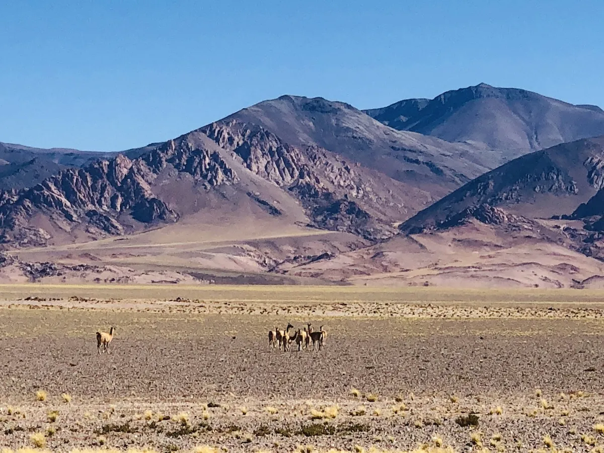 Entorno natural de altura del Parque Nacional San Guillermo